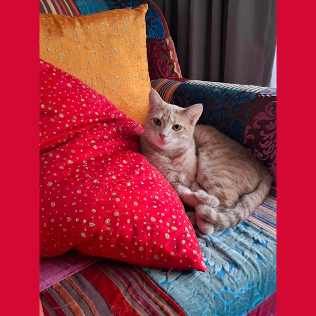Photo of Chili 🌶️