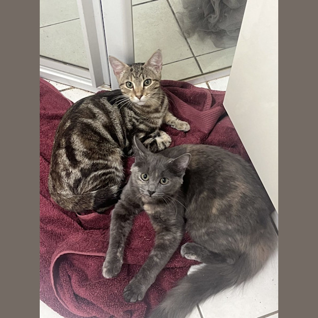 Photo of Bubbles   Now At Pet Quarters Broadmeadow