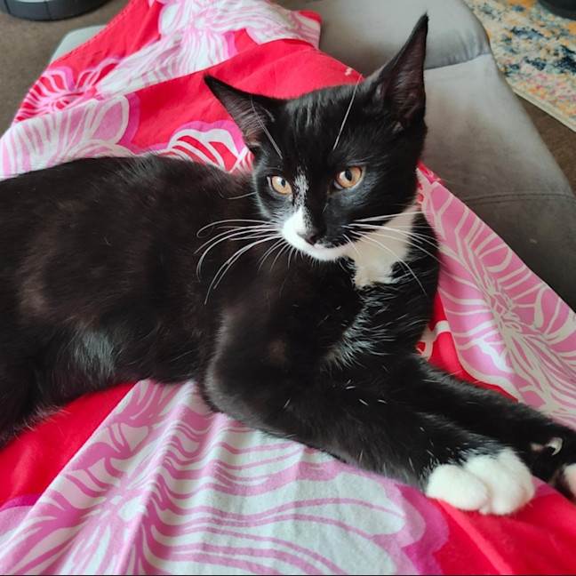 Photo of Chilli   Located In Croydon