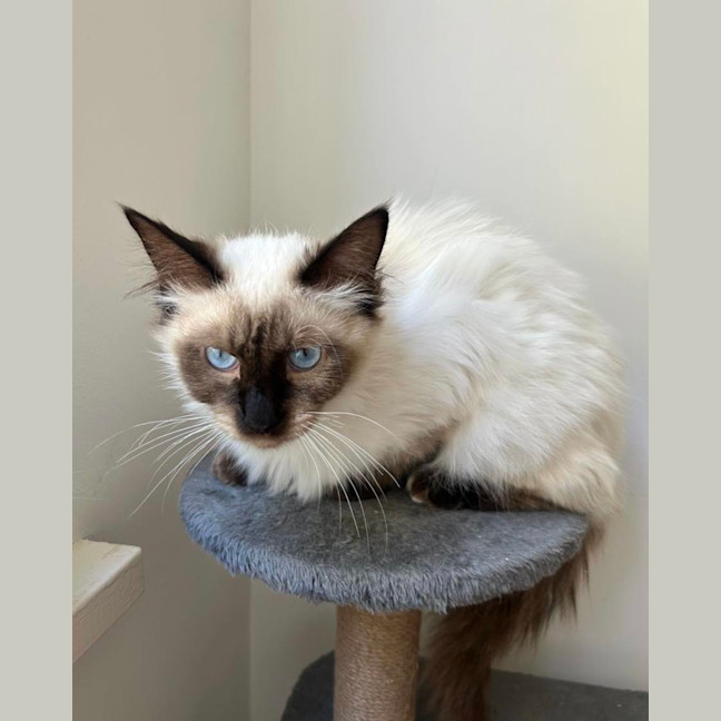 Photo of Sammie & Sampson 