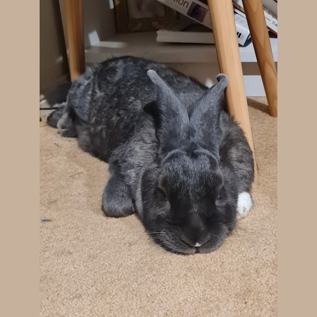 Photo of Cutiepies Lola & Thumper