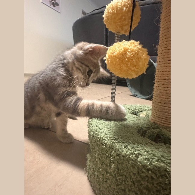 Photo of Kitty (Kale)