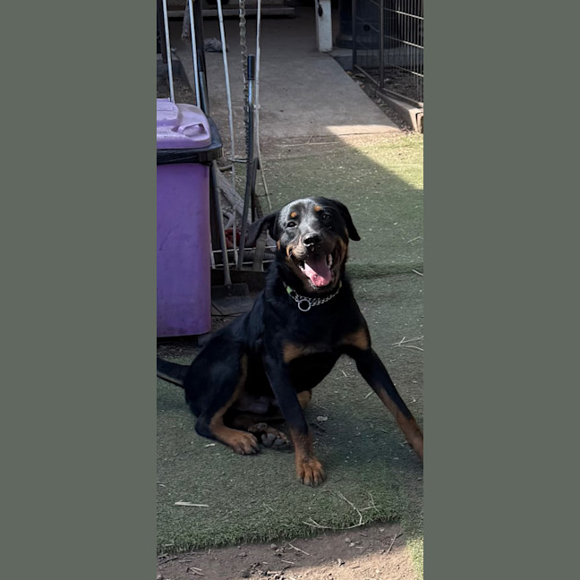 Photo of Chevy