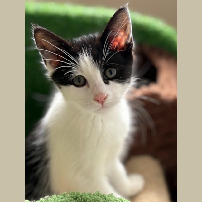 Photo of Salt & Pepper