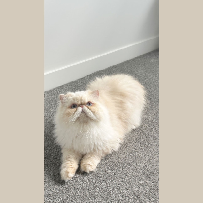 Photo of Deboo