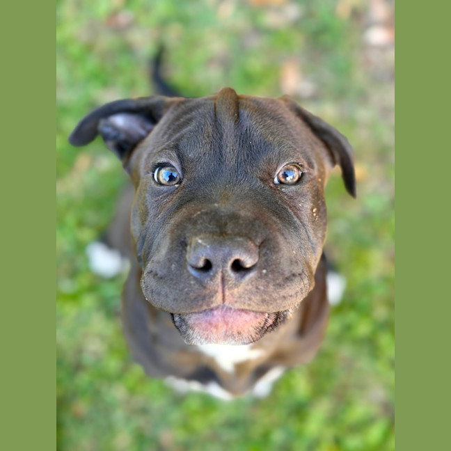 Photo of Moose 
