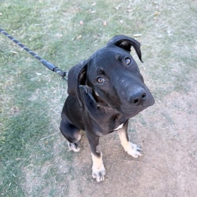 Photo of Atlas 