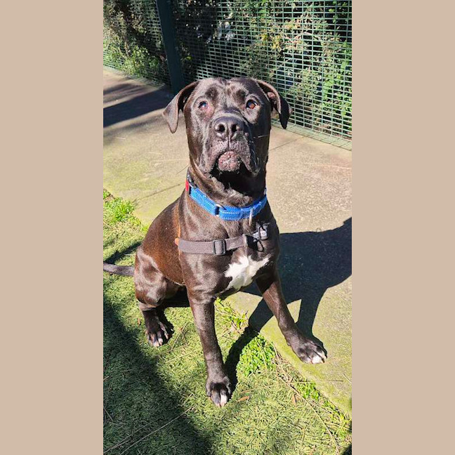 Photo of Apollo