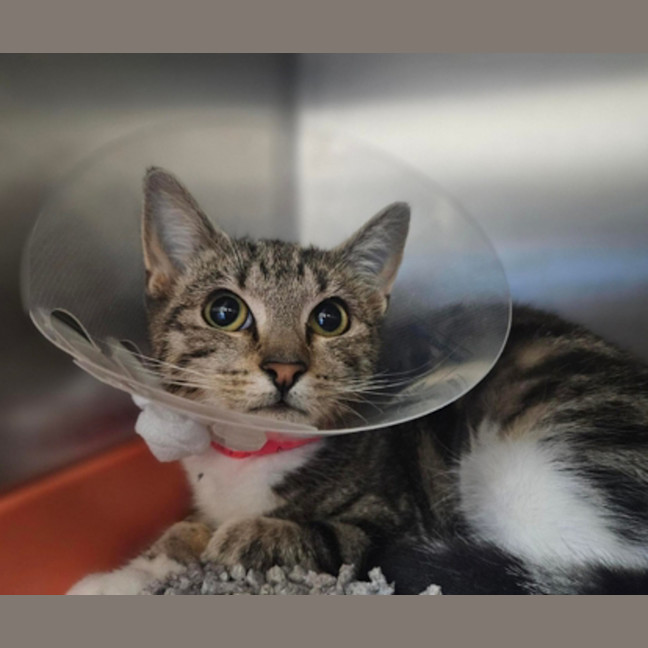 Photo of Luna