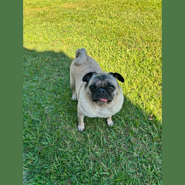 Photo of Daisy