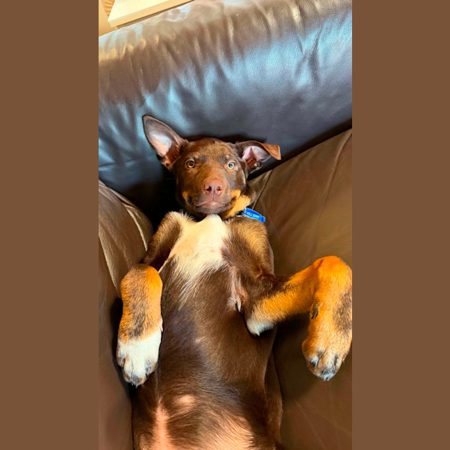 Photo of Scooby   13 Week Old Kelpie