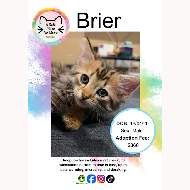 Photo of Brier