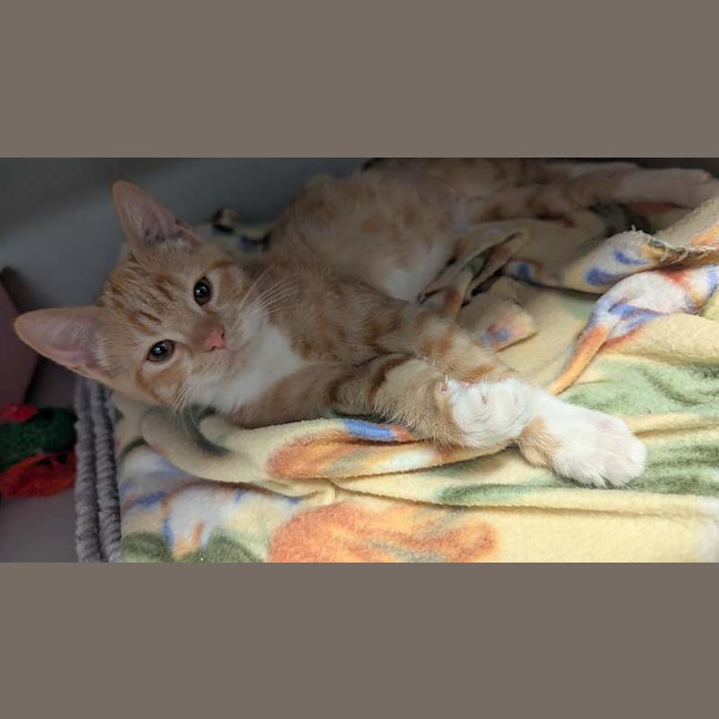Photo of Papoi