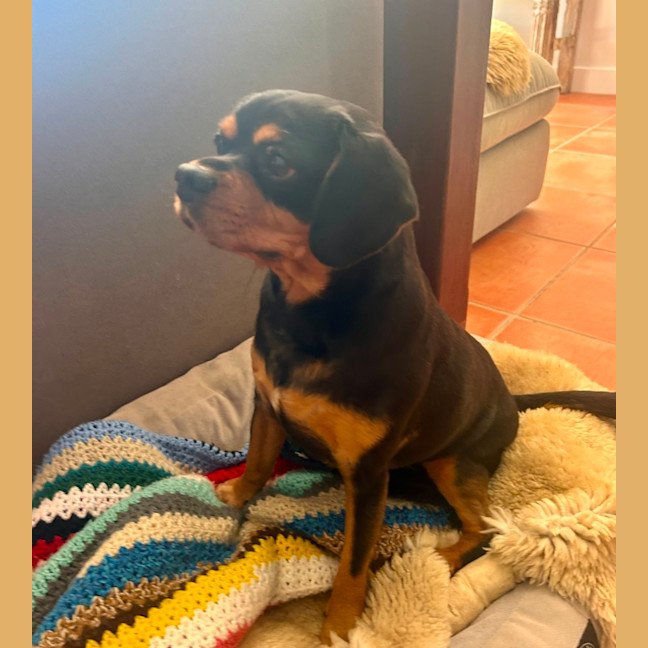 Photo of Buster