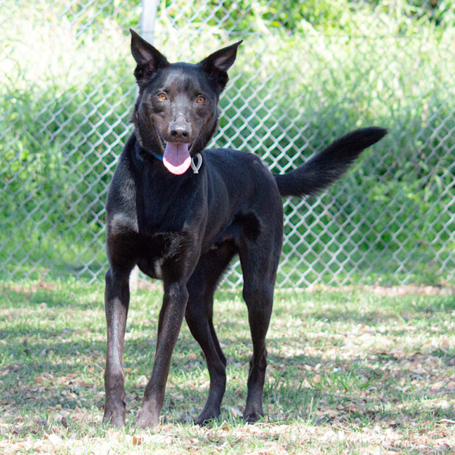 Photo of Hunter