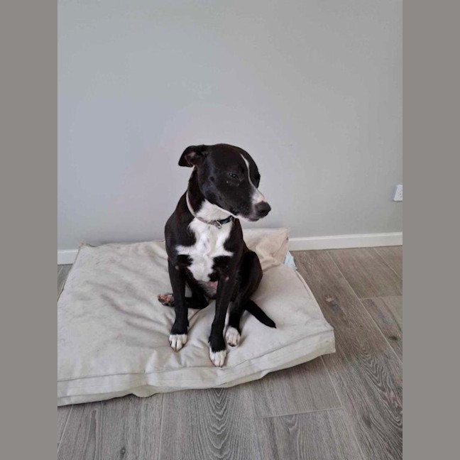 Photo of Jess   6 Month Old Staffy X Border Collie (Trial)