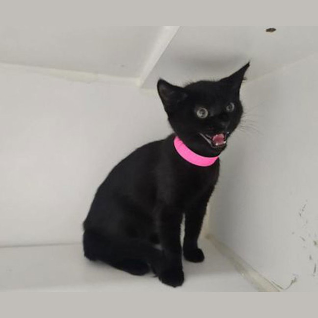 Photo of Toothless