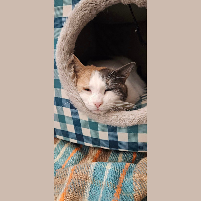 Photo of Diamond