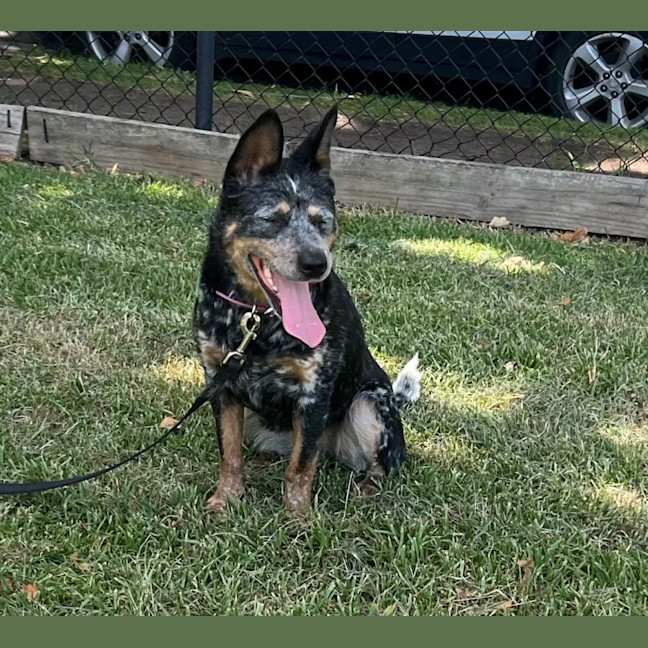 Photo of Indie