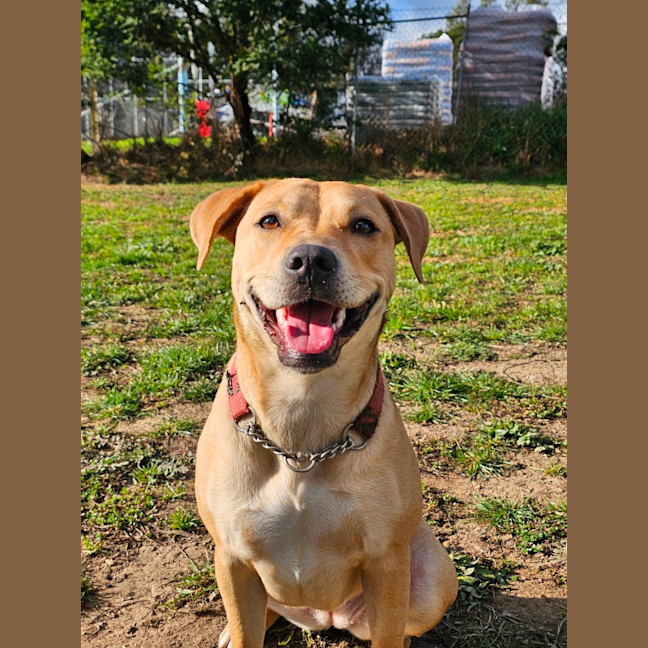 Photo of Honey