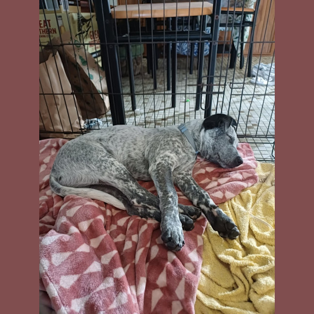 Photo of Diesel 