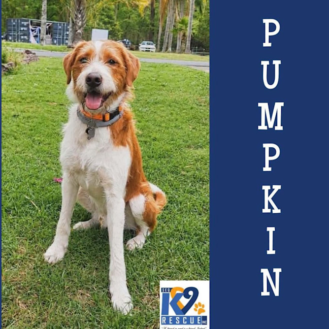 Photo of Pumpkin
