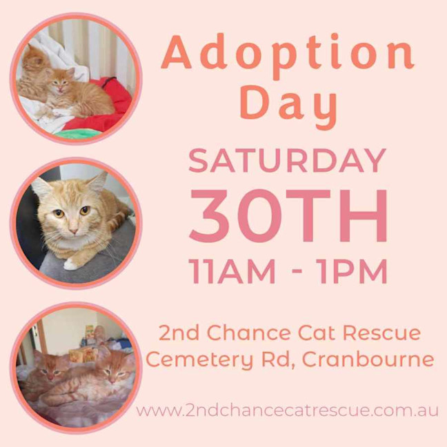 Photo of Chica **2nd Chance Cat Rescue**