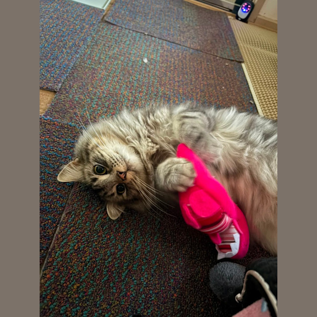 Photo of Teddy