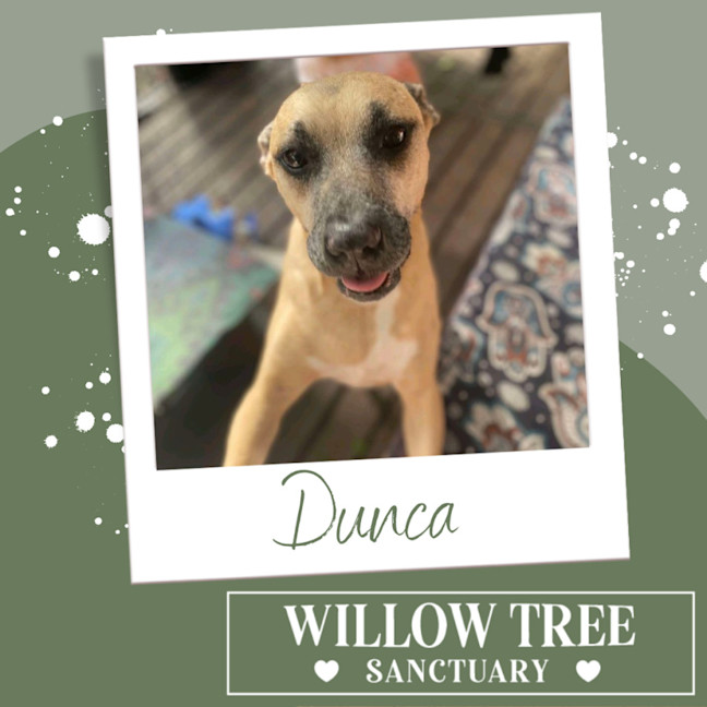 Photo of Dunca
