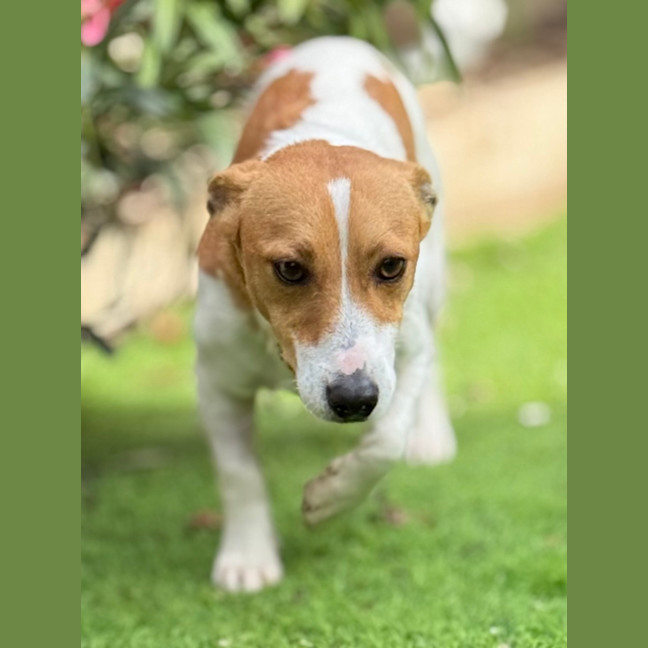 Photo of Rocket
