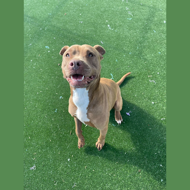 Photo of Coco Imp 1448