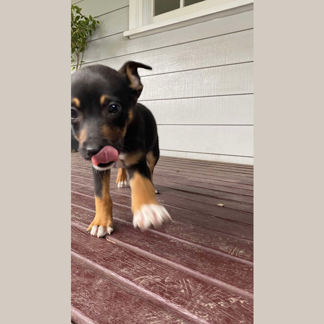 Photo of Chai   8 Week Old Kelpie X (On Trial)