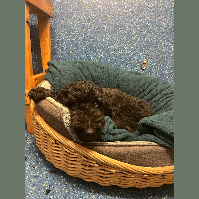 Photo of Holly