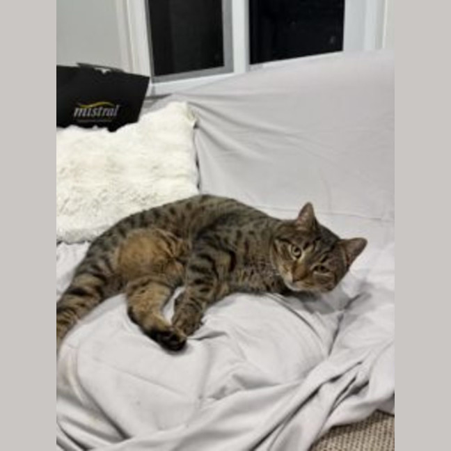 Photo of Buddy   Available At Pet Quarters Rutherford