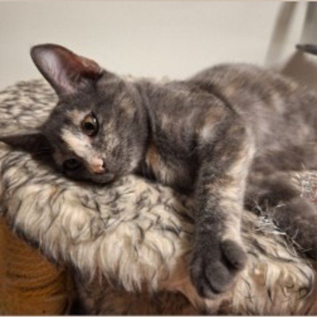Photo of Cashew