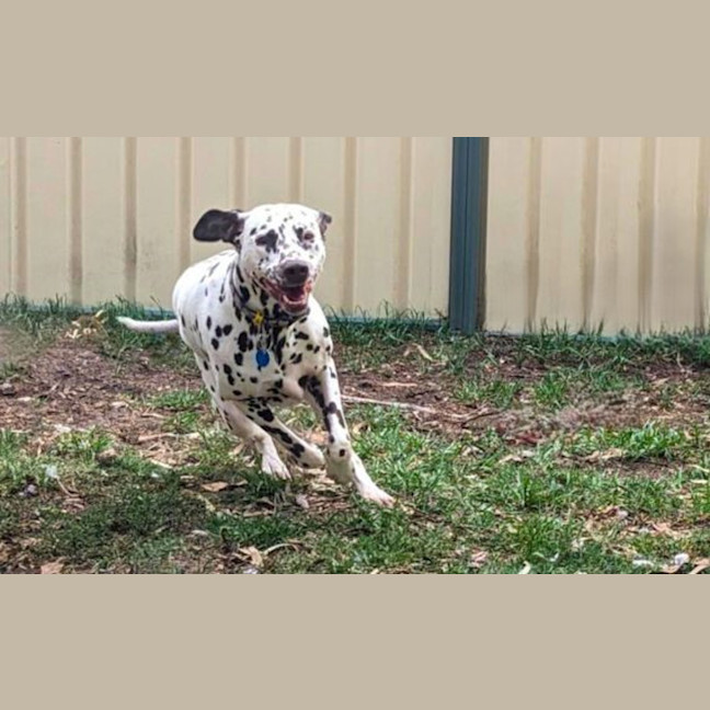 Photo of Ziggy