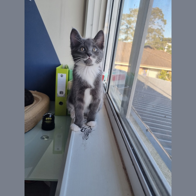 Photo of Louie
