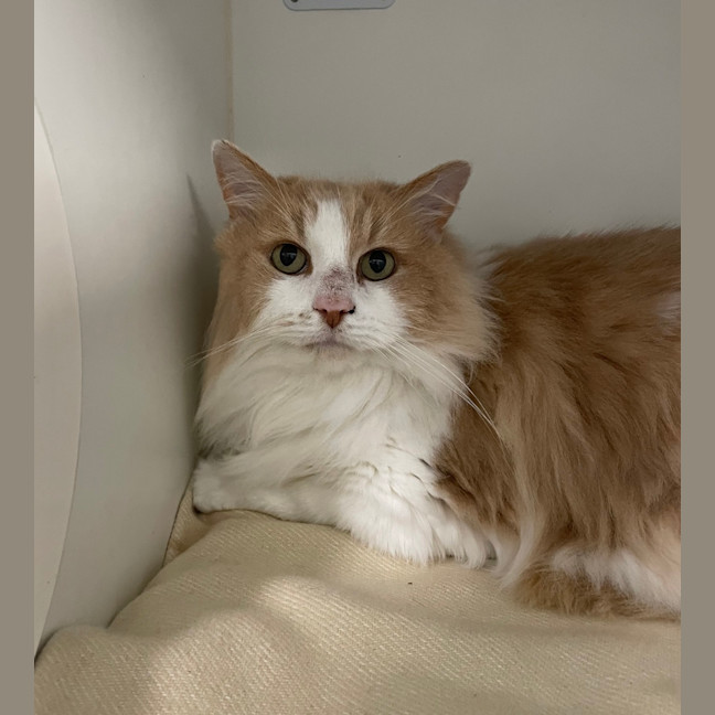 Photo of Jenga (Now Simba)