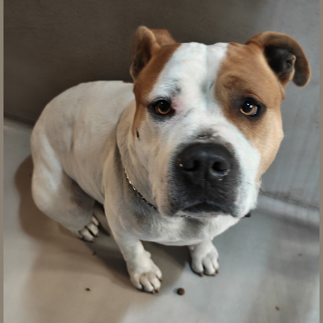 Photo of Odie