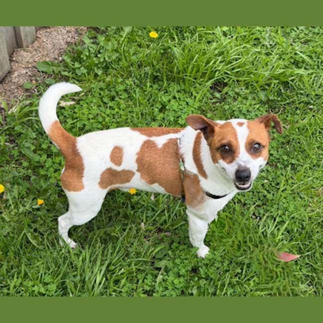 Photo of Bandit