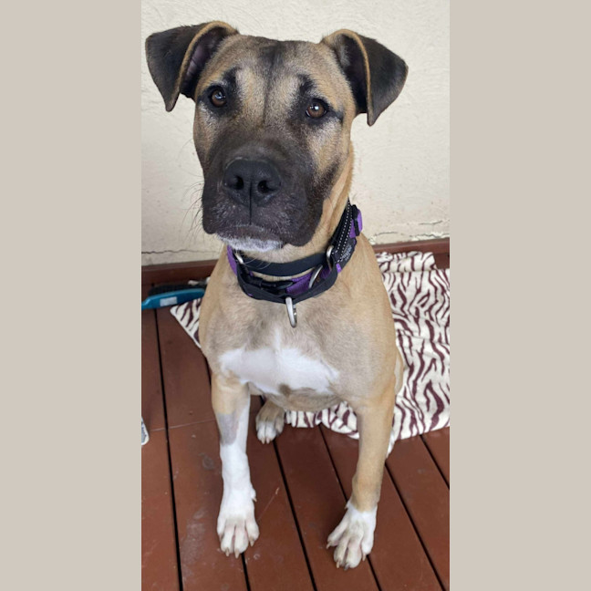 Photo of Lemon Meringue