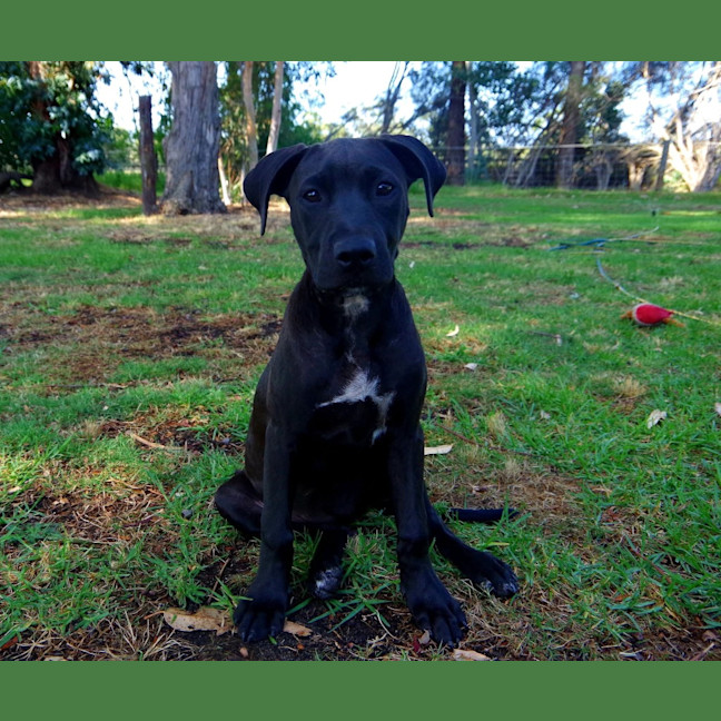 Photo of Wicked Chocolate