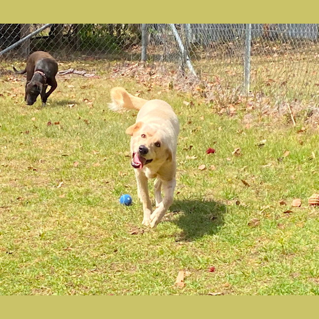 Photo of Buddy