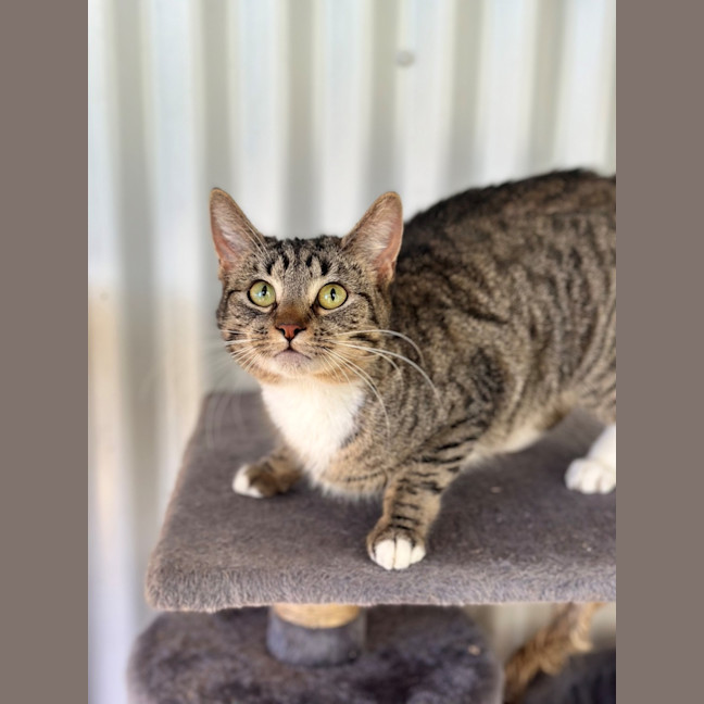Photo of Midnight 
