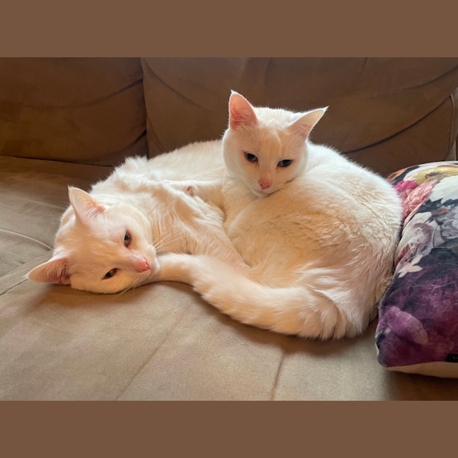 Photo of Bella & Bello