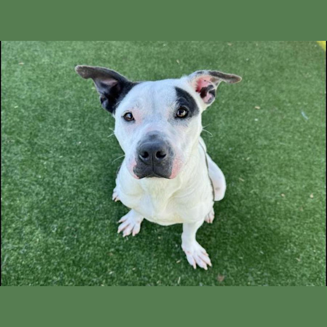 Photo of Dairy Imp 868