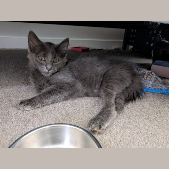 Photo of Earl Grey