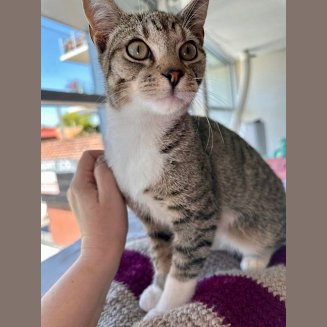Photo of Schooner