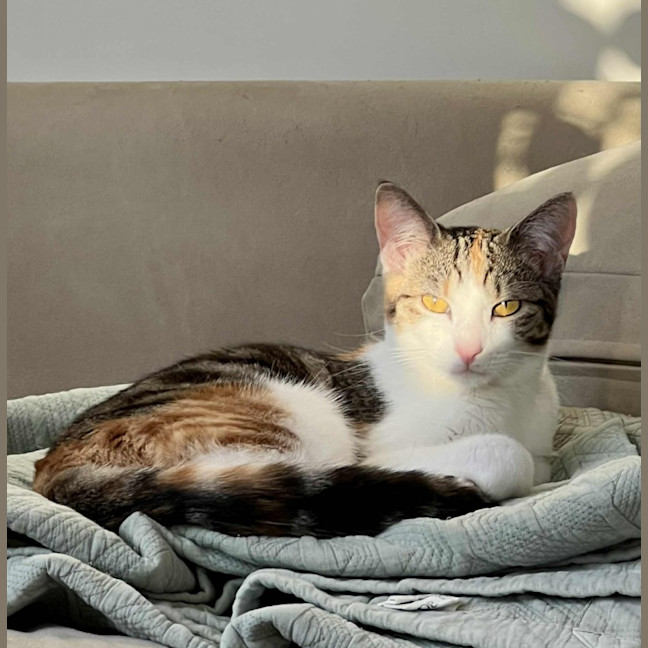 Photo of Emmy   Located In Northcote