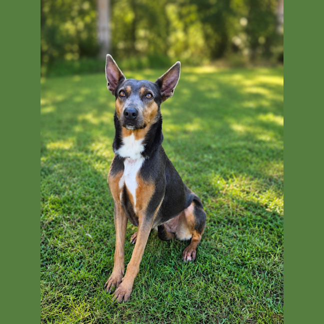 Photo of Daisy